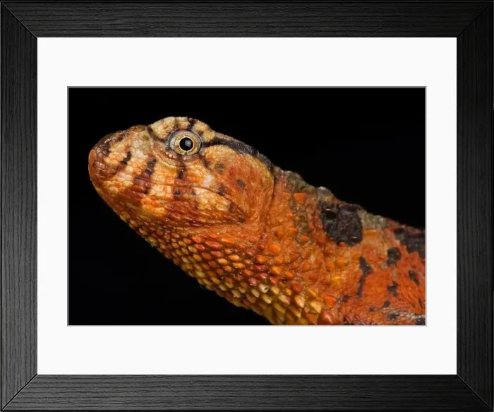 Framed Print : Chinese crocodile lizard (Shinisaurus crocodilurus) Framed Print : Chinese crocodile lizard (Shinisaurus crocodilurus)