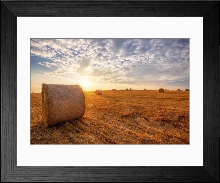 Framed Print : harvested field with straw bales in sunset, agriculture farming concept, Czech Republic, Europe Framed Print : harvested field with straw bales in sunset, agriculture farming concept, Czech Republic, Europe