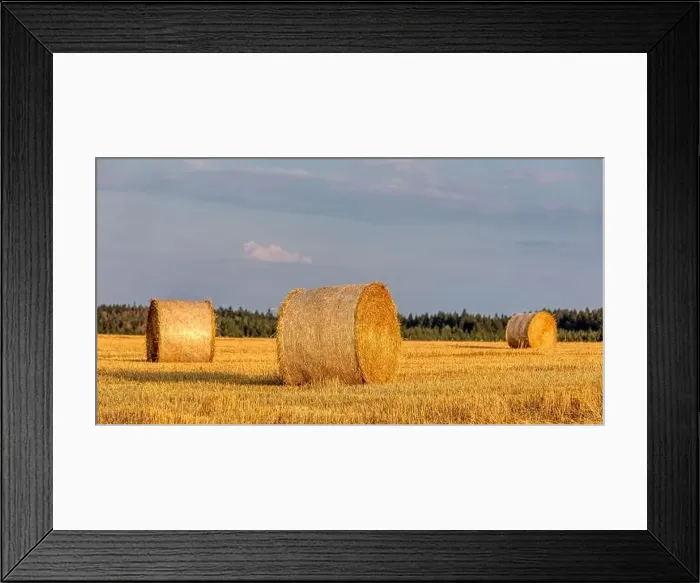 Framed Print : harvested field with straw bales in sunset, agriculture farming concept, Czech Republic, Europe Framed Print : harvested field with straw bales in sunset, agriculture farming concept, Czech Republic, Europe