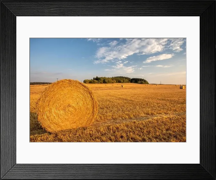 Framed Print : harvested field with straw bales in sunset, agriculture farming concept, Czech Republic, Europe Framed Print : harvested field with straw bales in sunset, agriculture farming concept, Czech Republic, Europe