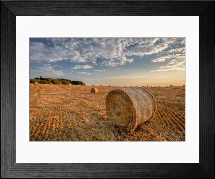 Framed Print : harvested field with straw bales in sunset, agriculture farming concept, Czech Republic, Europe Framed Print : harvested field with straw bales in sunset, agriculture farming concept, Czech Republic, Europe