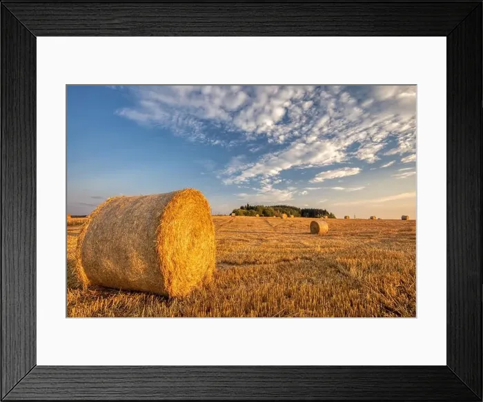 Framed Print : harvested field with straw bales in sunset, agriculture farming concept, Czech Republic, Europe Framed Print : harvested field with straw bales in sunset, agriculture farming concept, Czech Republic, Europe