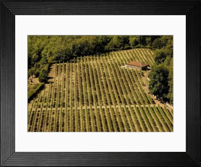 Framed Print : Aerial view of a vineyard hills in sunny day. Row of beautiful grape yard Framed Print : Aerial view of a vineyard hills in sunny day. Row of beautiful grape yard