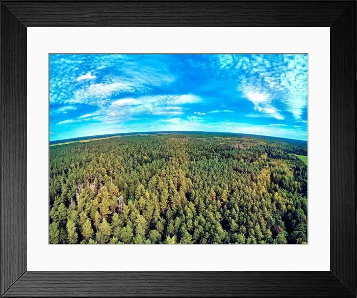 Framed Print : Beautiful panoramic aerial drone view to Bialowieza Forest - one of the last Framed Print : Beautiful panoramic aerial drone view to Bialowieza Forest - one of the last
