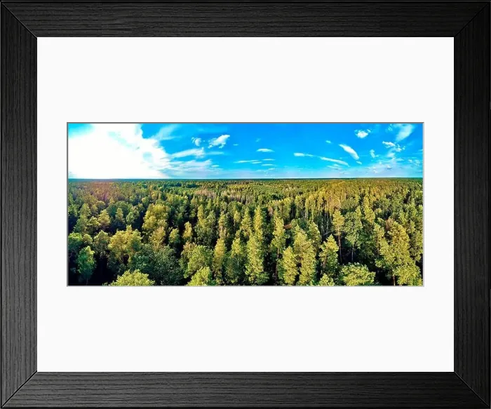 Framed Print : Beautiful panoramic aerial drone view to Bialowieza Forest - one of the last Framed Print : Beautiful panoramic aerial drone view to Bialowieza Forest - one of the last