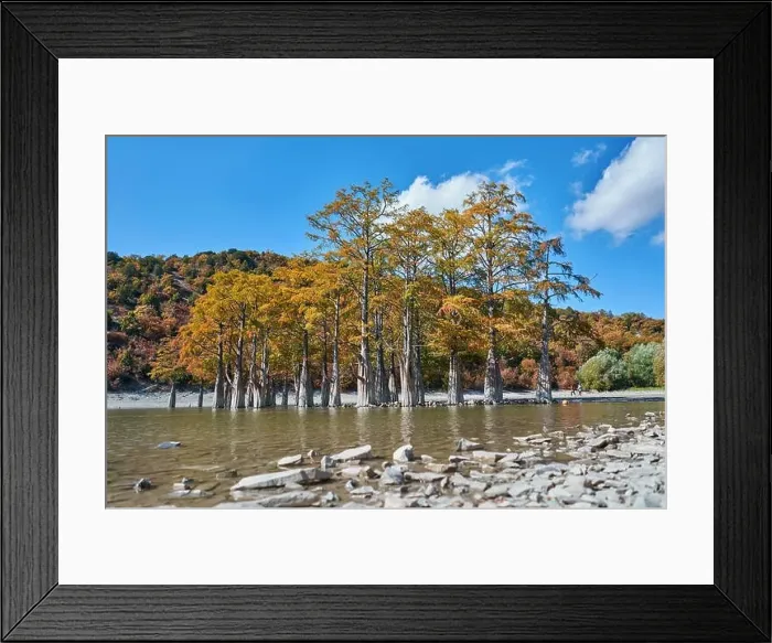 Framed Print : top view of autumn cypress lake Framed Print : top view of autumn cypress lake