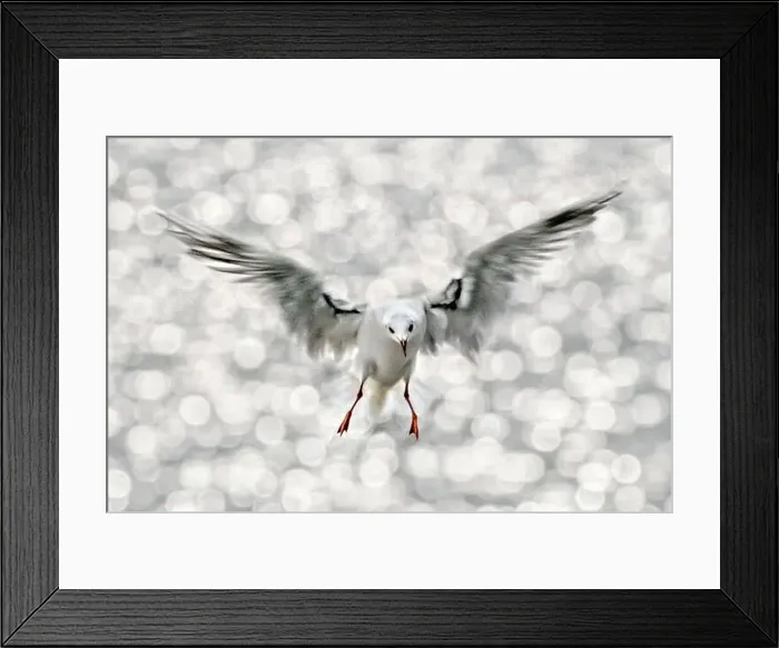 Framed Print : flying bird of paradise Framed Print : flying bird of paradise