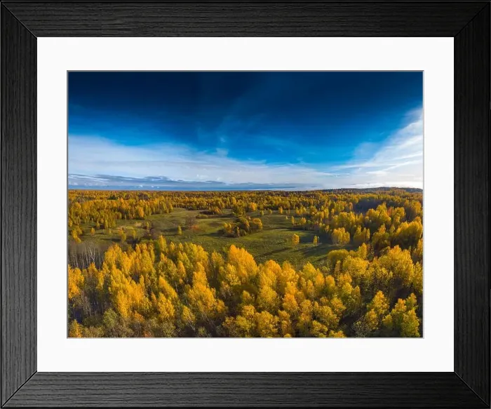 Framed Print : Aerial Drone view of yellow top of the forests at Autumn Framed Print : Aerial Drone view of yellow top of the forests at Autumn