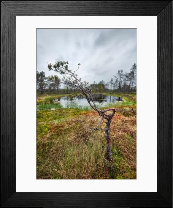 Framed Print : Viru Bog on a cloudy morning, east of Tallinn, Estonia, taken in May 2019 Framed Print : Viru Bog on a cloudy morning, east of Tallinn, Estonia, taken in May 2019