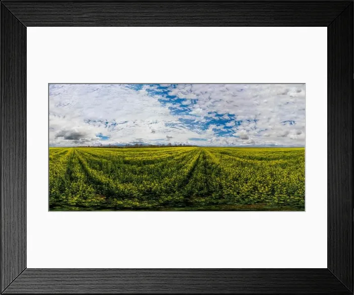 Framed Print : 360x180 spherical aerial panorama of a rapeseed field Framed Print : 360x180 spherical aerial panorama of a rapeseed field