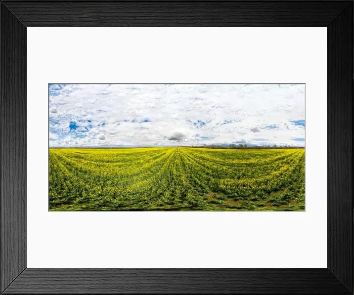 Framed Print : 360x180 spherical aerial panorama of a rapeseed field Framed Print : 360x180 spherical aerial panorama of a rapeseed field