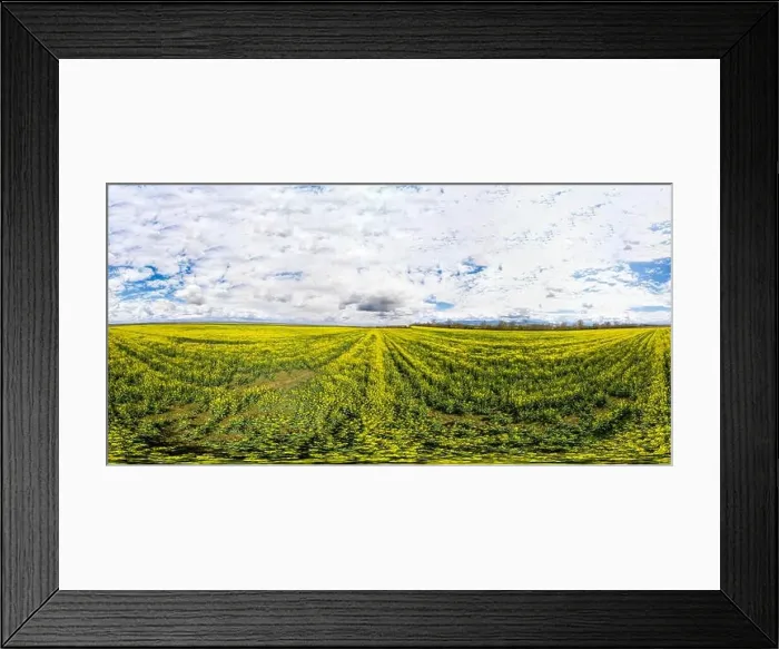 Framed Print : 360x180 spherical aerial panorama of a rapeseed field Framed Print : 360x180 spherical aerial panorama of a rapeseed field
