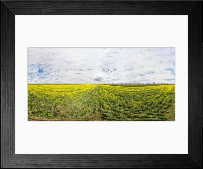 Framed Print : 360x180 spherical aerial panorama of a rapeseed field Framed Print : 360x180 spherical aerial panorama of a rapeseed field
