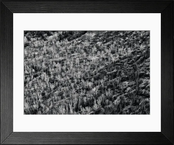 Framed Print : Bare trees in a wintry landscape. Aerial view of leafless trees. BW black and white image Framed Print : Bare trees in a wintry landscape. Aerial view of leafless trees. BW black and white image