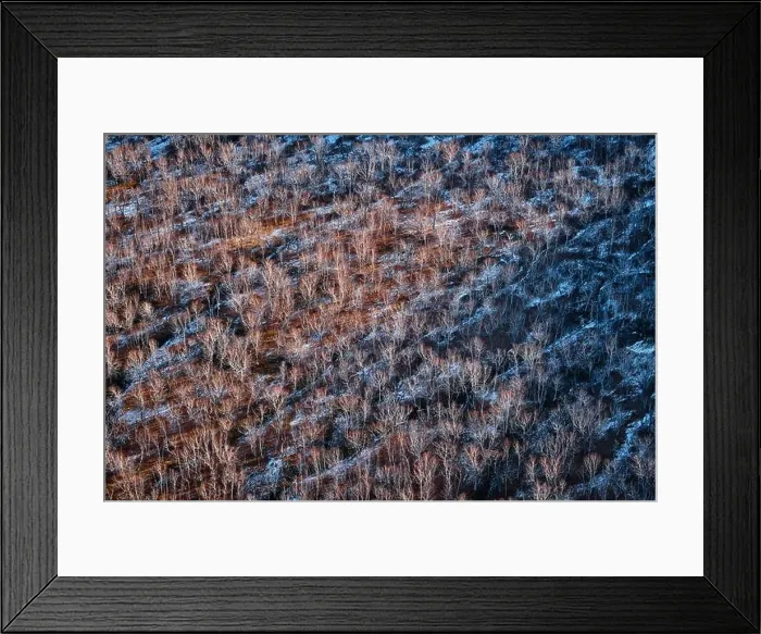 Framed Print : Bare trees in a wintry landscape. Aerial view of leafless trees Framed Print : Bare trees in a wintry landscape. Aerial view of leafless trees