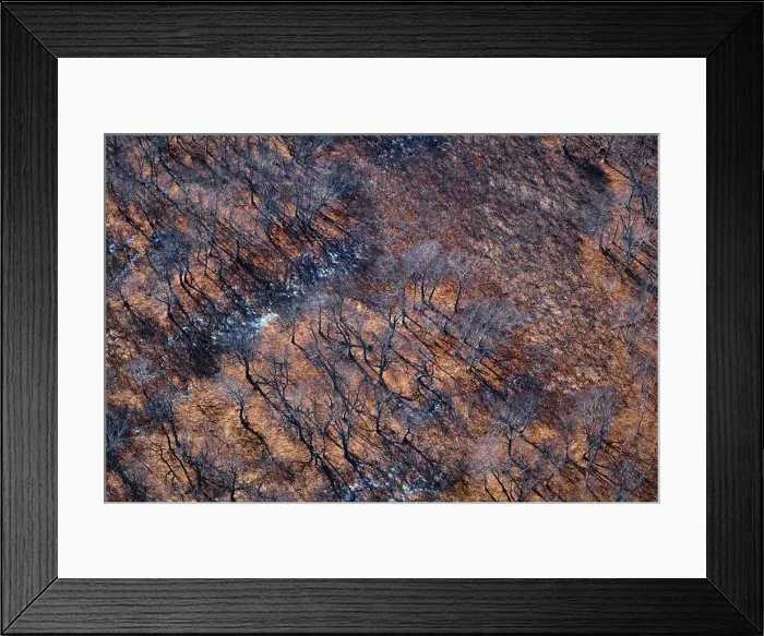 Framed Print : Bare trees in a wintry landscape. Aerial view of leafless trees. Kamchatka, Russia Framed Print : Bare trees in a wintry landscape. Aerial view of leafless trees. Kamchatka, Russia