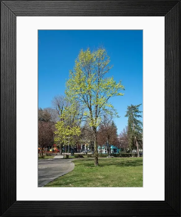 Framed Print : Beautiful plant with garden in Como - Como lake in Italy Framed Print : Beautiful plant with garden in Como - Como lake in Italy