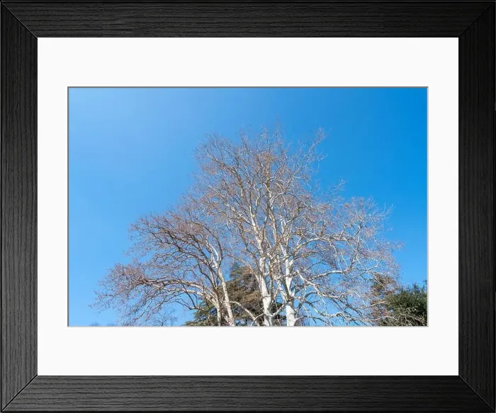 Framed Print : Beautiful plant in Como - Como lake in Italy Framed Print : Beautiful plant in Como - Como lake in Italy