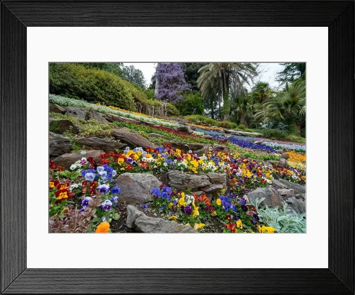 Framed Print : Beautiful garden with flowers in Tremezzo - Como lake in Italy Framed Print : Beautiful garden with flowers in Tremezzo - Como lake in Italy