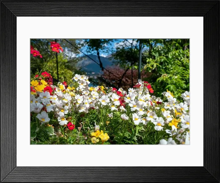 Framed Print : Beautiful flowers and garden in Tremezzo - Como lake in Italy Framed Print : Beautiful flowers and garden in Tremezzo - Como lake in Italy