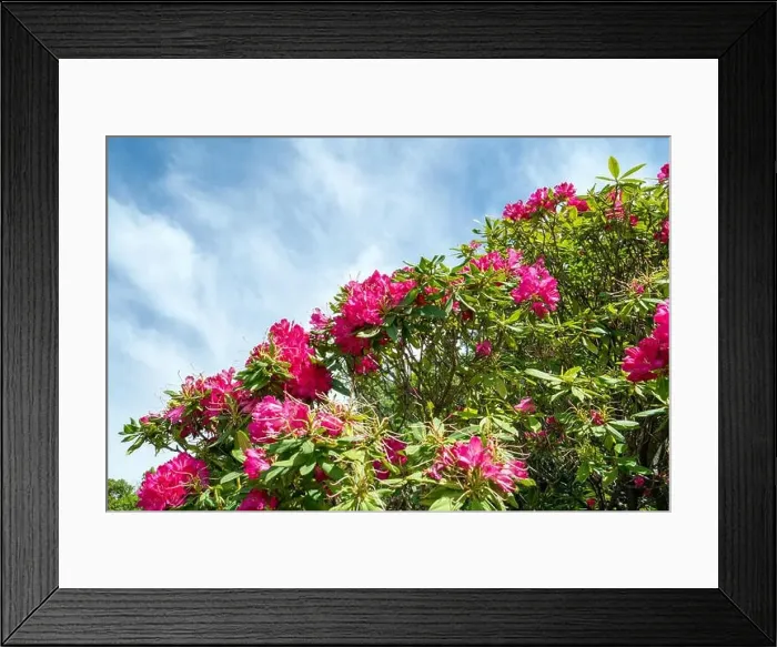 Framed Print : Beautiful flowers in Bellagio - Como lake in Italy Framed Print : Beautiful flowers in Bellagio - Como lake in Italy