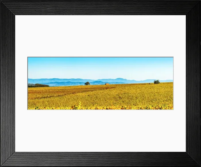 Framed Print : Panoramic view of the beautiful vineyards of Alsace in the fall. Bright yellow color prevails. France Framed Print : Panoramic view of the beautiful vineyards of Alsace in the fall. Bright yellow color prevails. France