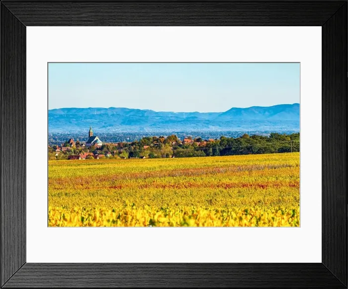 Framed Print : Panoramic view of the beautiful vineyards of Alsace in the fall. Bright yellow color prevails. France Framed Print : Panoramic view of the beautiful vineyards of Alsace in the fall. Bright yellow color prevails. France