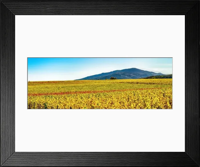 Framed Print : Panoramic view of the beautiful vineyards of Alsace in the fall. Bright yellow color prevails. France