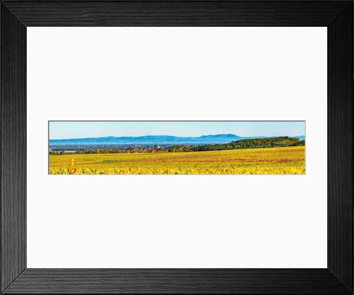 Framed Print : Panoramic view of the beautiful vineyards of Alsace in the fall. Bright yellow color prevails. France Framed Print : Panoramic view of the beautiful vineyards of Alsace in the fall. Bright yellow color prevails. France