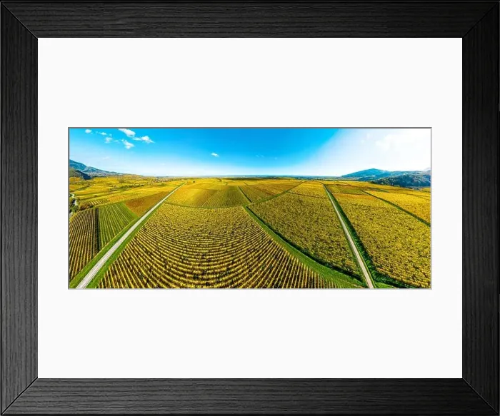 Framed Print : Panoramic view of the beautiful vineyards of Alsace in the fall. Bright yellow color prevails. France Framed Print : Panoramic view of the beautiful vineyards of Alsace in the fall. Bright yellow color prevails. France