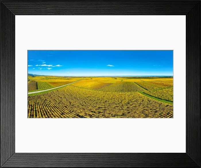 Framed Print : Panoramic view of the beautiful vineyards of Alsace in the fall. Bright yellow color prevails. France Framed Print : Panoramic view of the beautiful vineyards of Alsace in the fall. Bright yellow color prevails. France