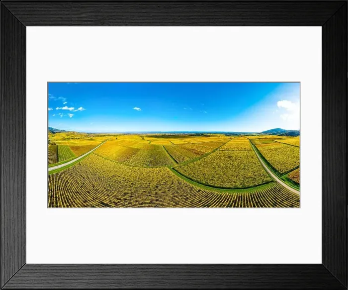Framed Print : Panoramic view of the beautiful vineyards of Alsace in the fall. Bright yellow color prevails. France Framed Print : Panoramic view of the beautiful vineyards of Alsace in the fall. Bright yellow color prevails. France