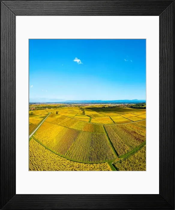 Framed Print : Panoramic view of the beautiful vineyards of Alsace in the fall. Bright yellow color prevails. France Framed Print : Panoramic view of the beautiful vineyards of Alsace in the fall. Bright yellow color prevails. France