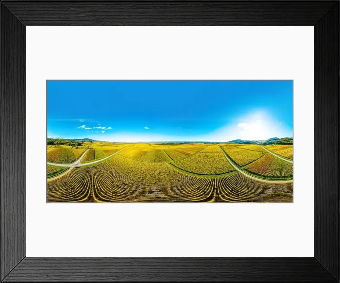 Framed Print : A circular spherical panorama of autumn vineyards in Alsace. Blue sky and bright yellow. France