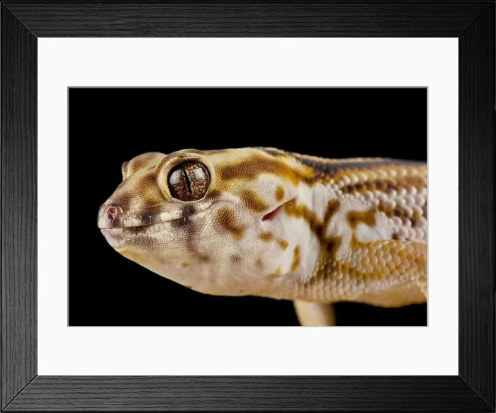 Framed Print : Persian wonder gecko (Teratoscincus keyserlingii) Framed Print : Persian wonder gecko (Teratoscincus keyserlingii)