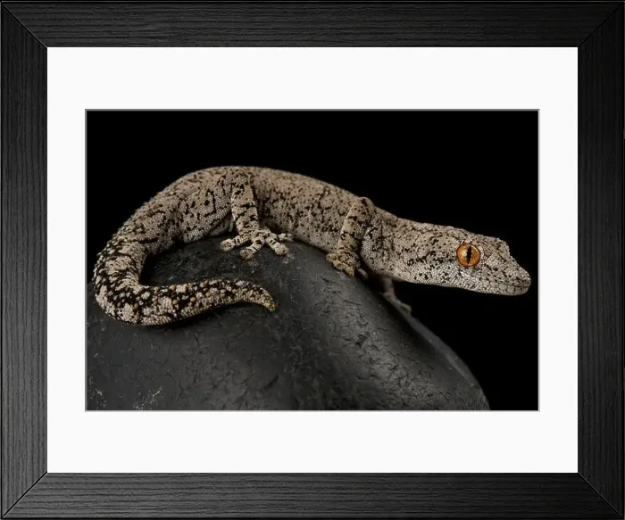 Framed Print : Eastern spiny-tailed gecko (Strophurus intermedius) Framed Print : Eastern spiny-tailed gecko (Strophurus intermedius)