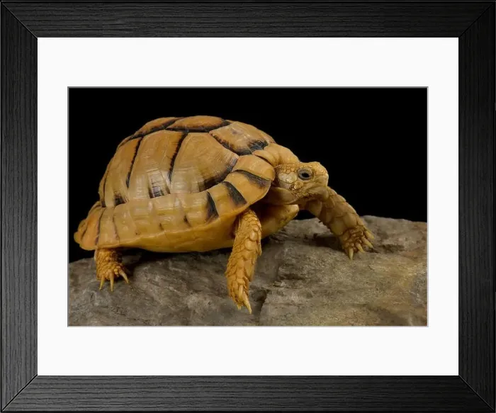 Framed Print : Kleinmann's tortoise (Testudo kleinmanni) Framed Print : Kleinmann's tortoise (Testudo kleinmanni)