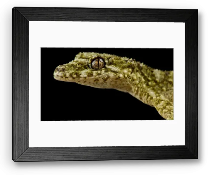 Framed Print : Granite leaf-tailed gecko (saltuarius wyberba) Framed Print : Granite leaf-tailed gecko (saltuarius wyberba)