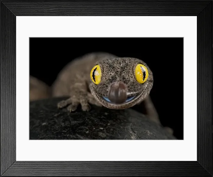 Framed Print : Spiny-tailed gecko (Strophurus spinigerus) Framed Print : Spiny-tailed gecko (Strophurus spinigerus)