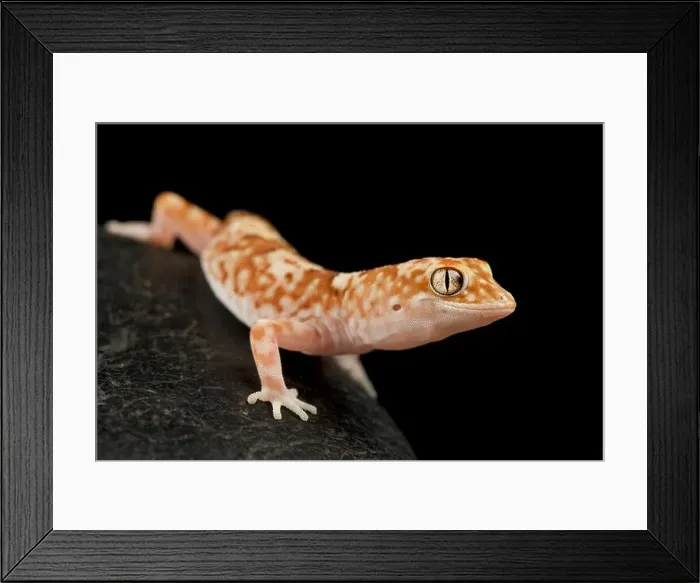 Framed Print : Gibber gecko (Lucasium byrnei) Framed Print : Gibber gecko (Lucasium byrnei)