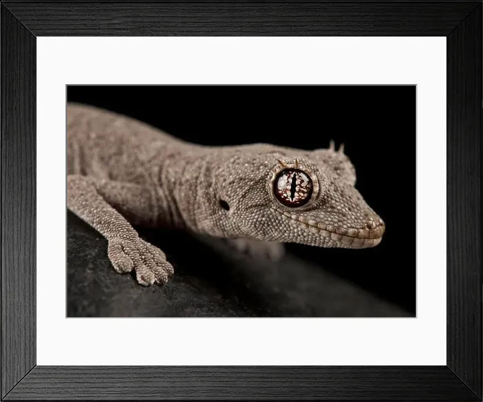 Framed Print : Western shield spiny-tailed gecko (Strophurus wellingtonae)