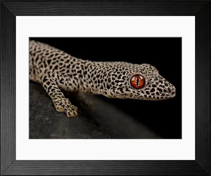 Framed Print : Golden spiny-tailed gecko (Strophurus taenicauda) Framed Print : Golden spiny-tailed gecko (Strophurus taenicauda)