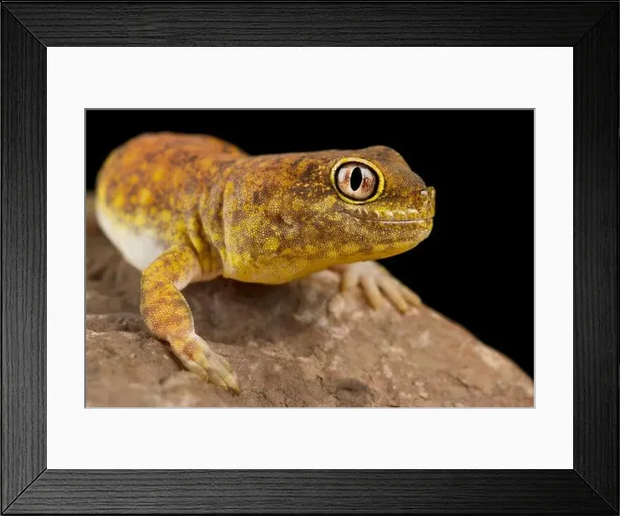 Framed Print : Koch's barking gecko (Ptenopus kochi) Framed Print : Koch's barking gecko (Ptenopus kochi)