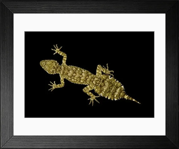 Framed Print : Granite leaf-tailed gecko (Saltuarius wyberba) Framed Print : Granite leaf-tailed gecko (Saltuarius wyberba)