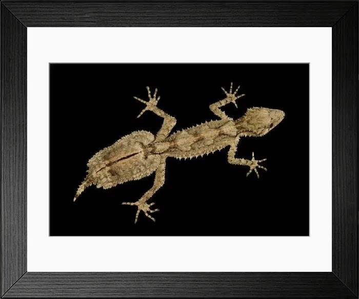 Framed Print : Northern leaf-tailed gecko (Saltuarius cornutus) Framed Print : Northern leaf-tailed gecko (Saltuarius cornutus)