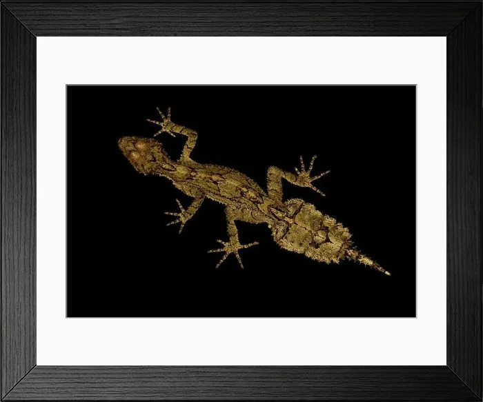 Framed Print : Border Ranged leaf-tailed gecko (Saltuarius swaini) Framed Print : Border Ranged leaf-tailed gecko (Saltuarius swaini)