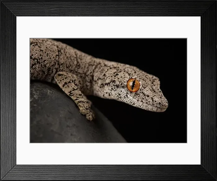 Framed Print : Eastern spiny-tailed gecko (Strophurus intermedius) Framed Print : Eastern spiny-tailed gecko (Strophurus intermedius)