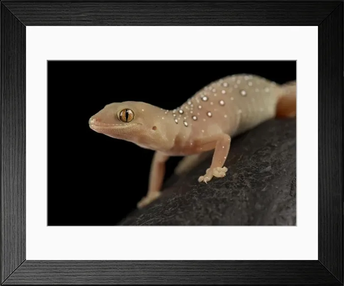 Framed Print : Jewelled gecko (Strophurus elderi) Framed Print : Jewelled gecko (Strophurus elderi)