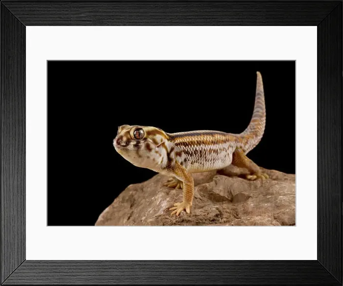 Framed Print : Persian wonder gecko (Teratoscincus keyserlingii) Framed Print : Persian wonder gecko (Teratoscincus keyserlingii)