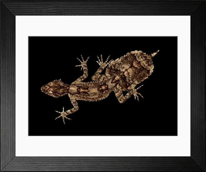 Framed Print : Central Queensland leaf-tailed gecko (Saltuarius salebrosus) Framed Print : Central Queensland leaf-tailed gecko (Saltuarius salebrosus)